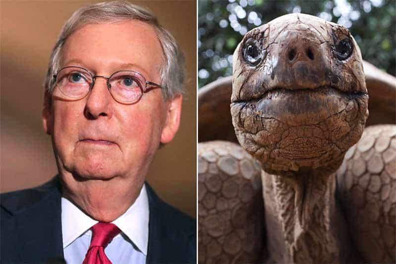 Mitch turtle